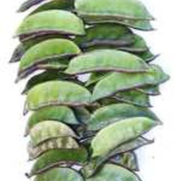 BANGLA VERD SEEM(COUNTRY BEANS)
