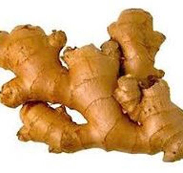 GINGER THAILANDIA
