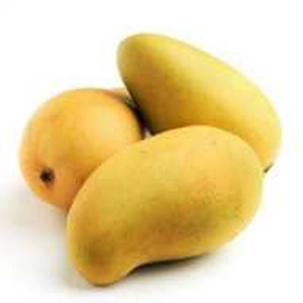 MANGO PAKISTAN CIRCA
