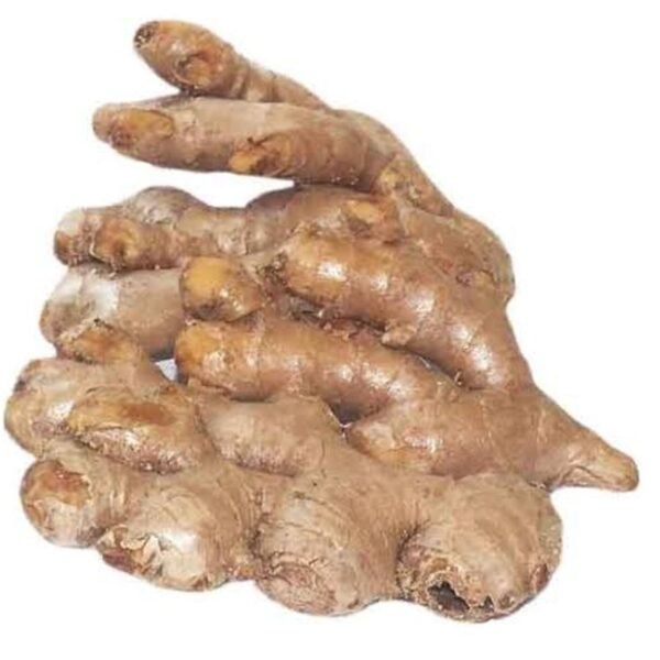 GINGER BRASILE ALI BABA