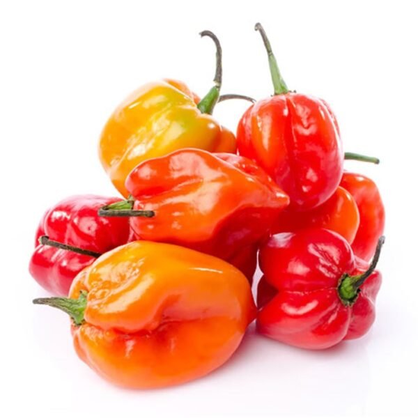 HOT PEPPER SANTO DOMINGO