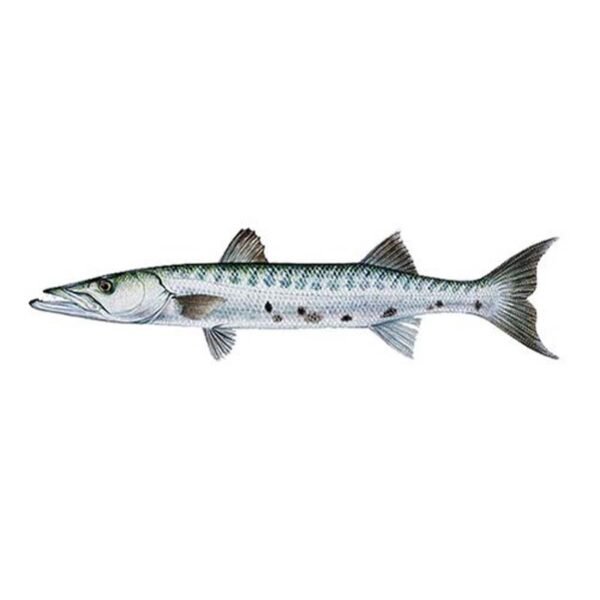 BARRACUDA 500