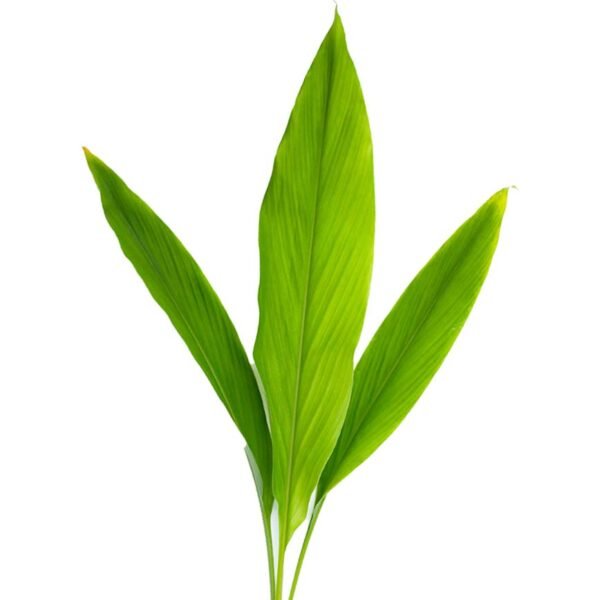CURRY LEAVES ALI BABA