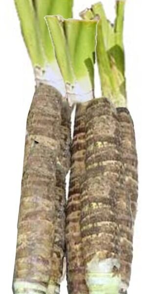 BANGLA VERD KOCHU(MURA)