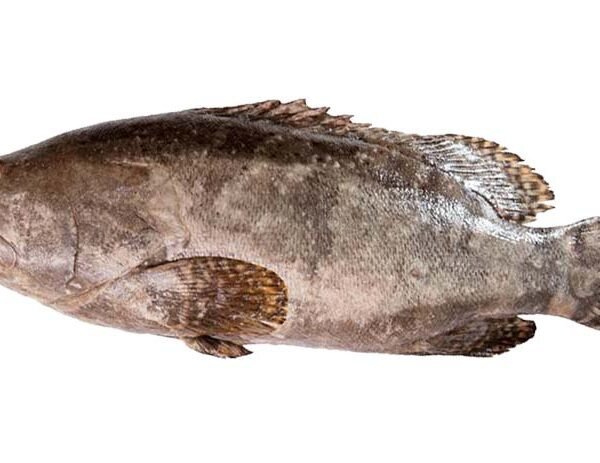 CERNIA IN TRANCI EVISCERATA 2
