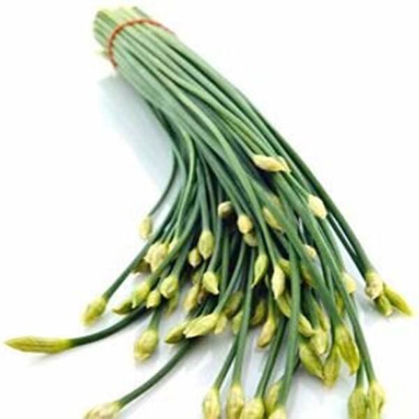 BANGLA VERD PIAZ PATA(DOGA)