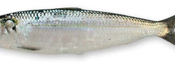 ALACCIA (SARDINELLA) 4/
