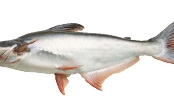 PANGUSH-G (ARIUS THALASSINUS)