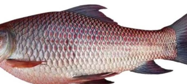 ROHU