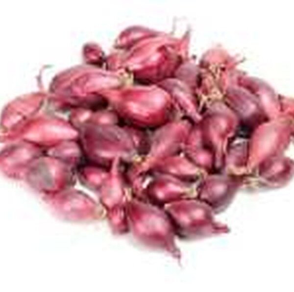 CIPOLLA PICCOLA INDIA