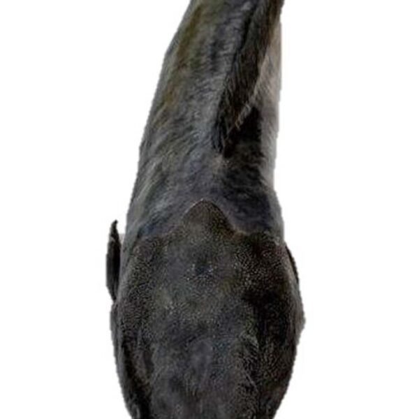 PESCE GATTO (MAGUR) 500