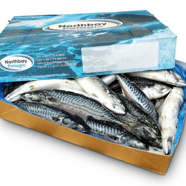 SGOMBRO (BLUE) INTERO CONG