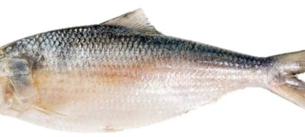 HILSA W 1200/1500 (HILSHA ILSHA)