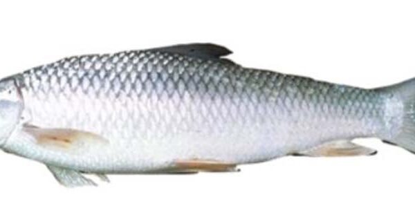 MRIGAL(G)