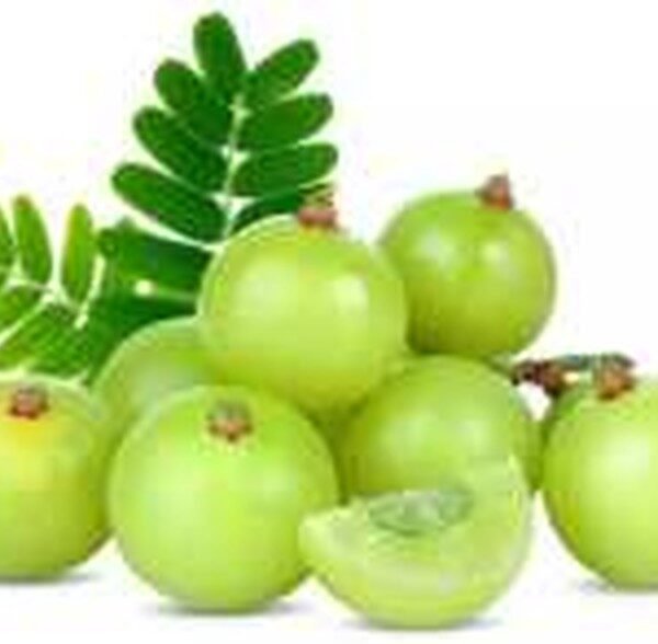 AMLA INDIA