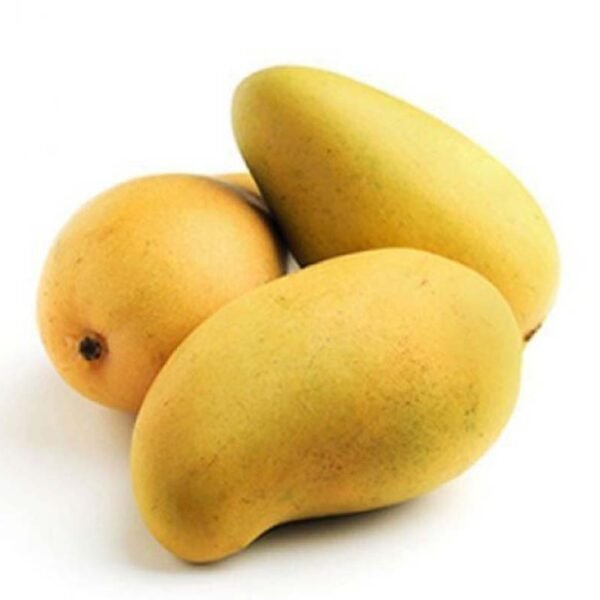 MANGO PAKISTAN CIRCA