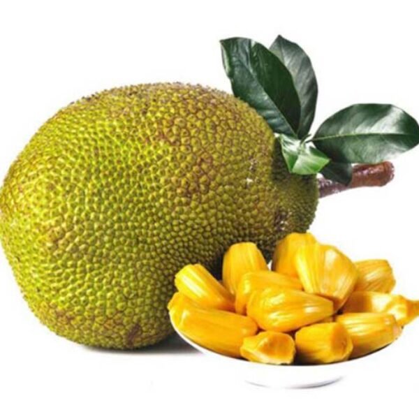 JACKFRUIT BANGLADESH (KATHAL)