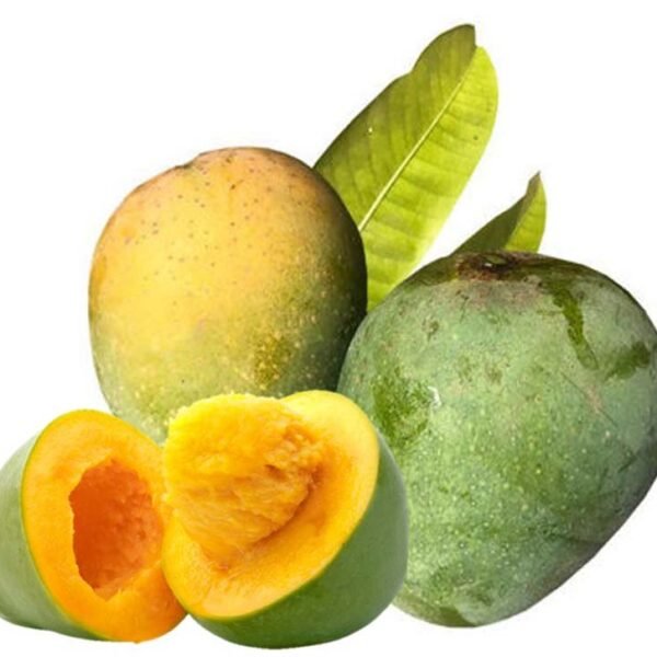 MANGO BANGLADESH (HIM SAGOR)