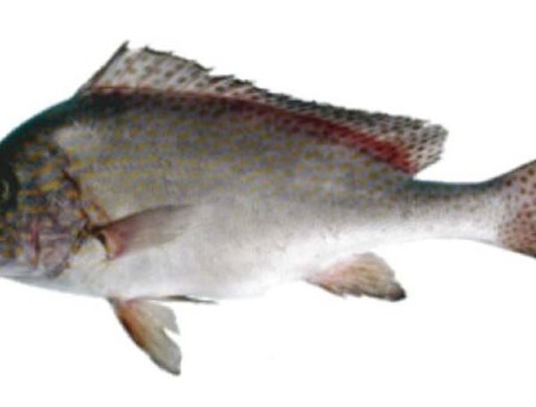 PESCE BURRO INTERO EVISC. 2