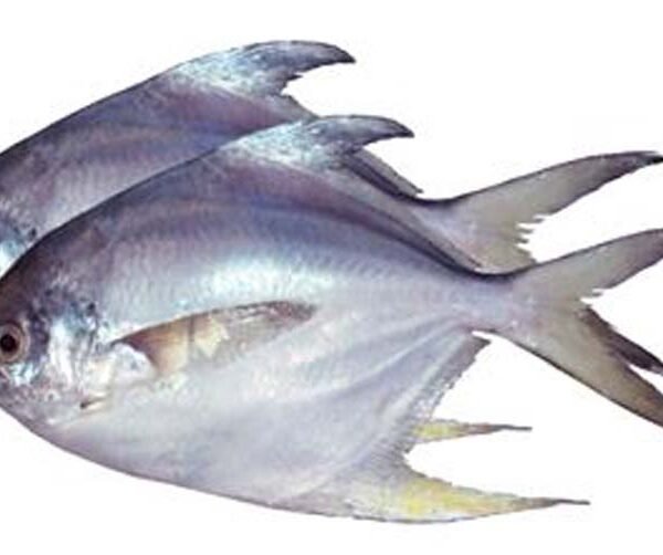 RUPCHANDA (LECCIA STELLA) 400