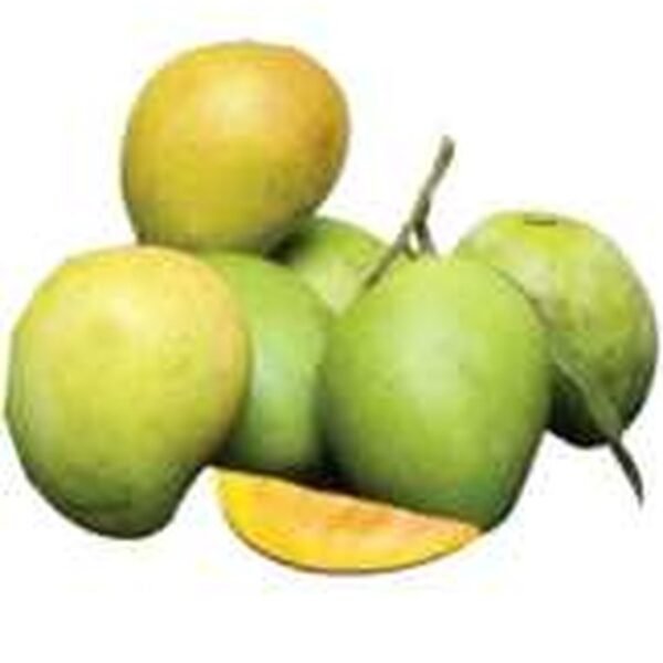 MANGO BANGLADESH (HARIBANGA)