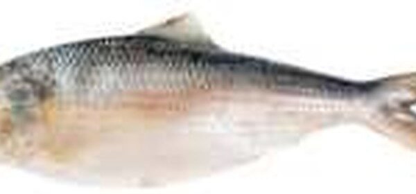 HILSA W 1500/2000 (HILSHA ILSHA)
